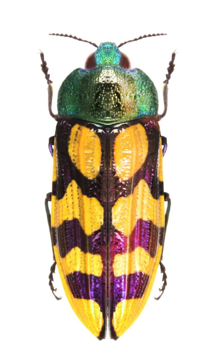 Яркие жуки