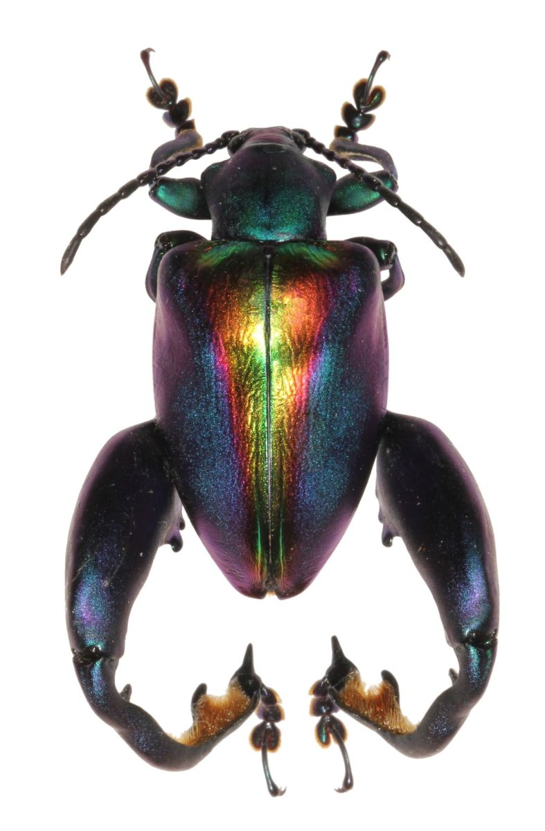 Образ жизни жуки жесткокрылые