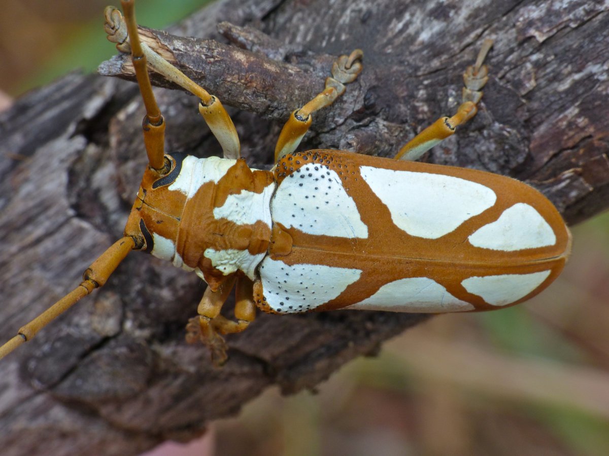 Prosopocera lactator