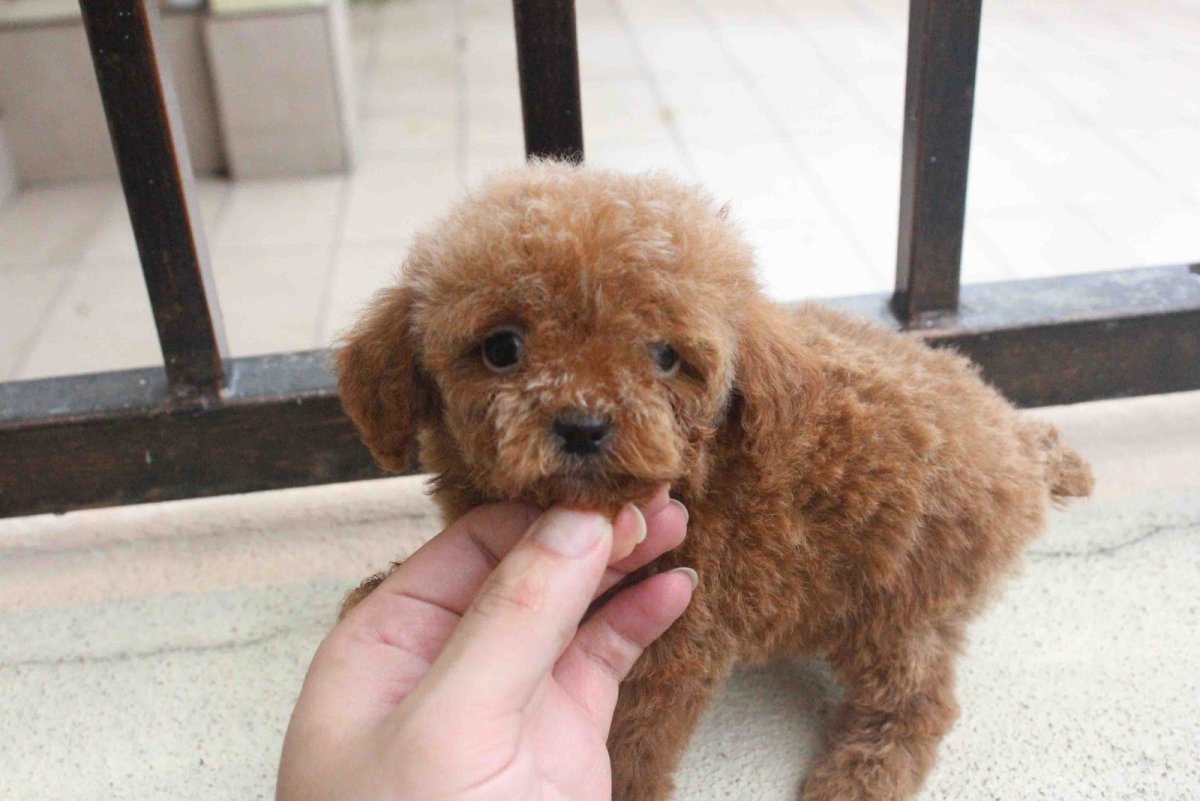 Пудель мальтипу