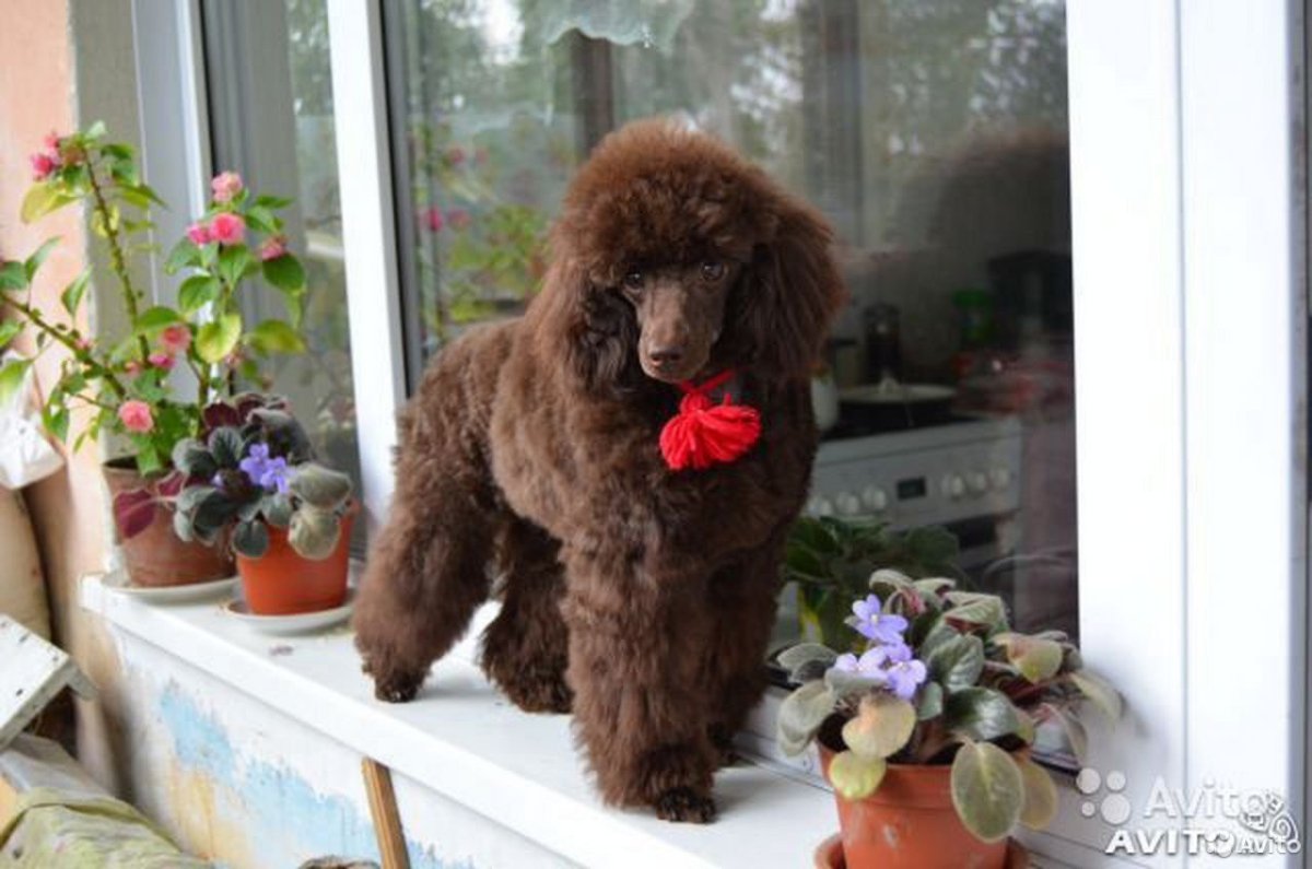 Той пудель шоколадный
