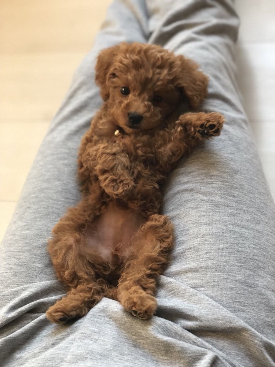 Карликовый пудель