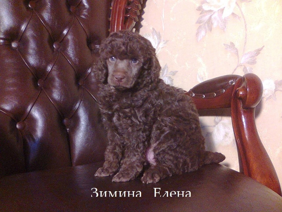 Зимина Елена пудель