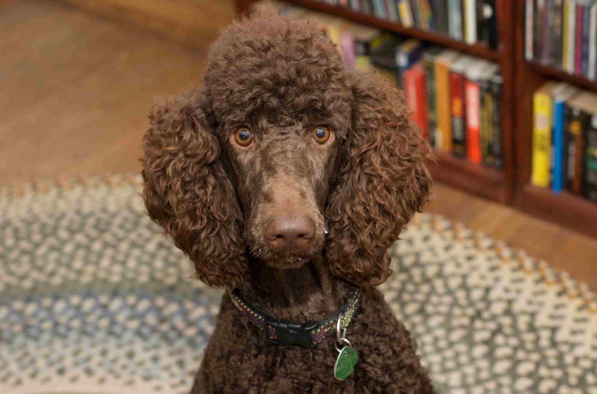 Карликовый пудель шоколадный