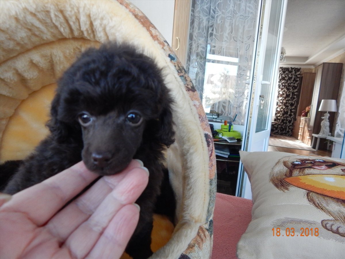 Шоколадный пудель в добрые руки