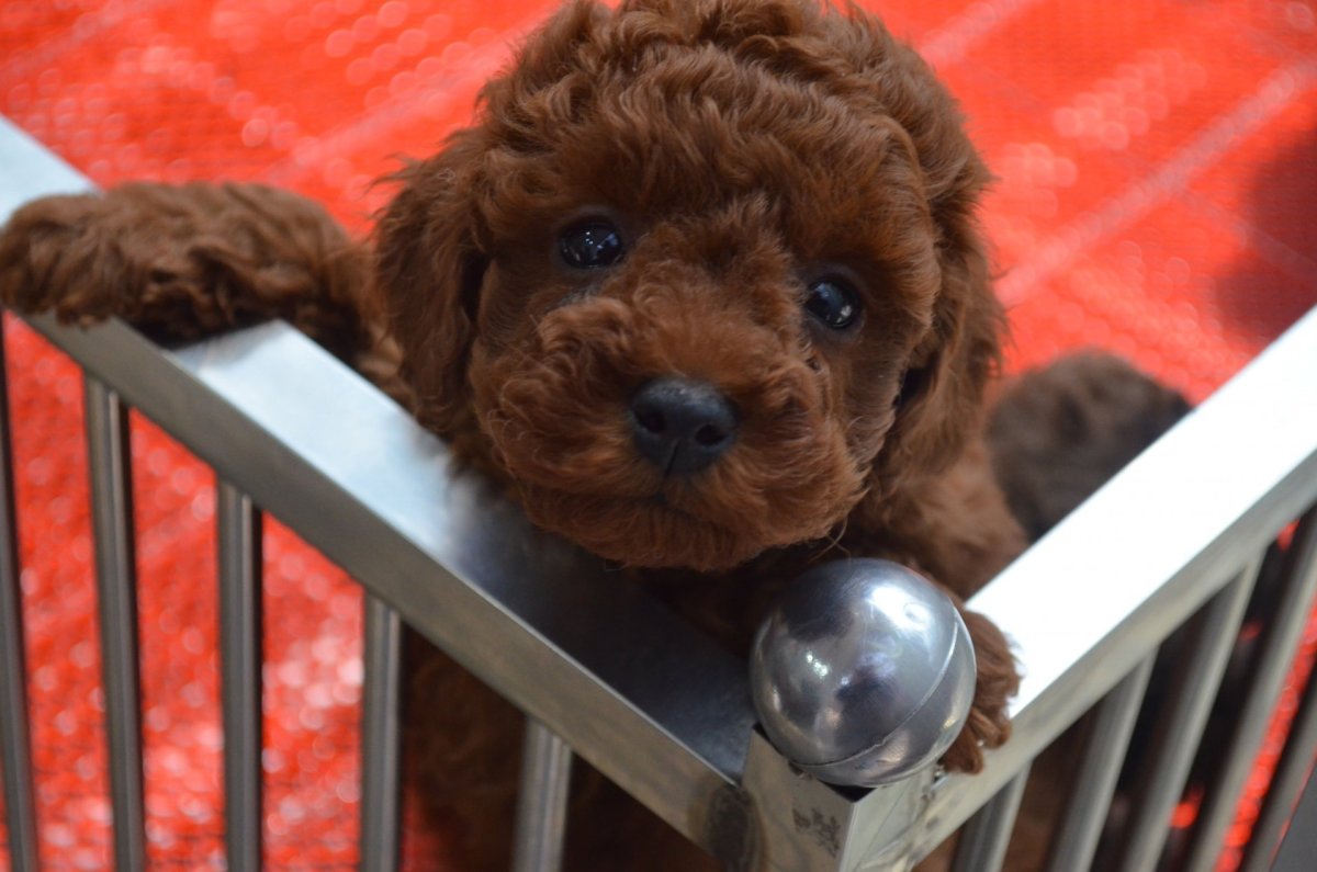 Карликовый пудель шоколадный