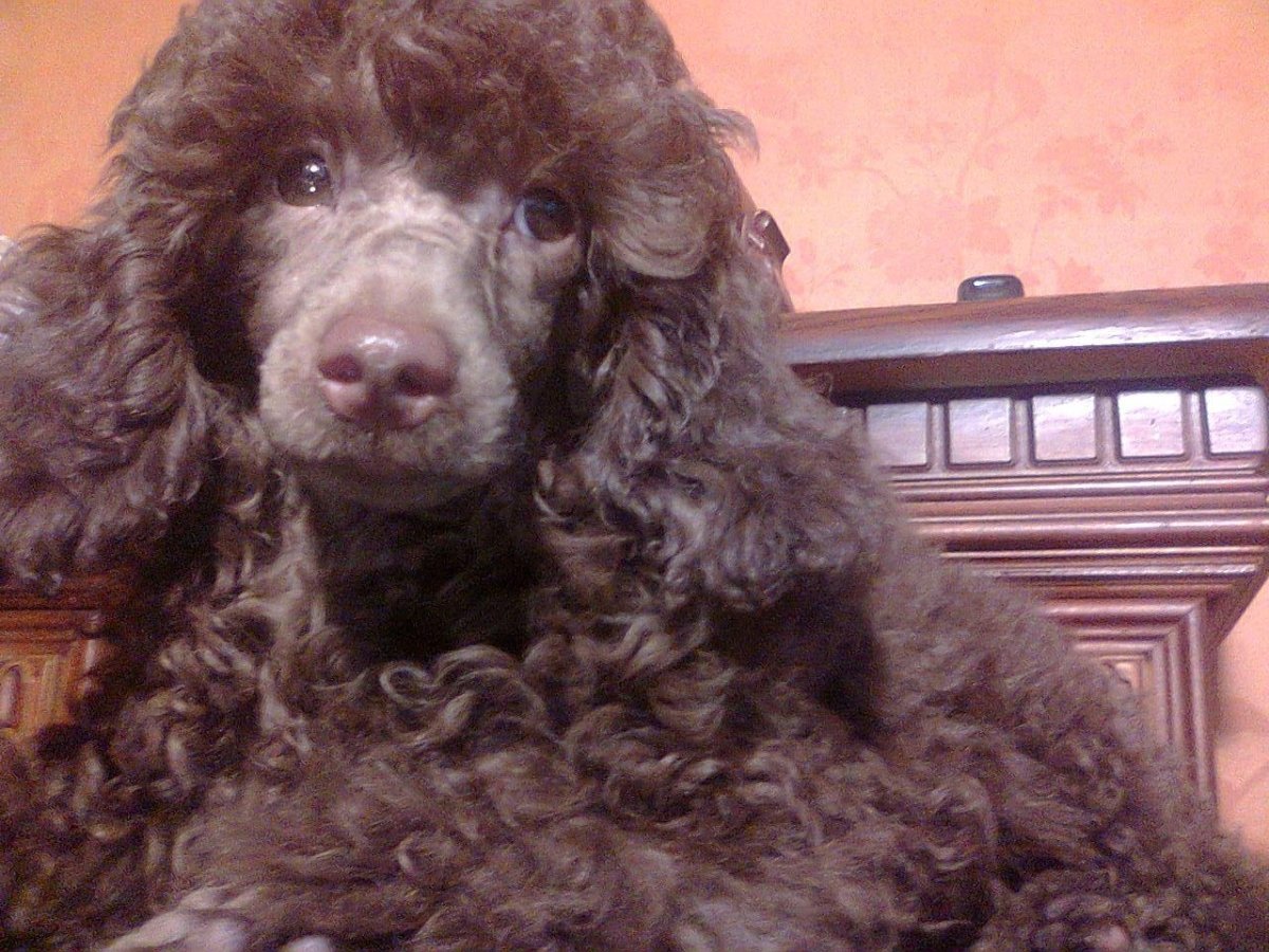 Карликовый пудель шоколадный