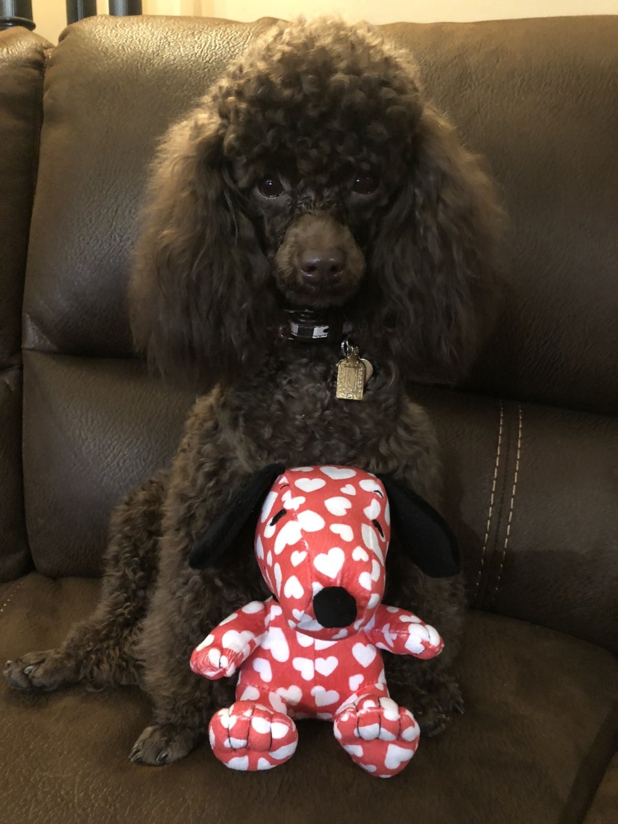 Малый пудель шоколадный