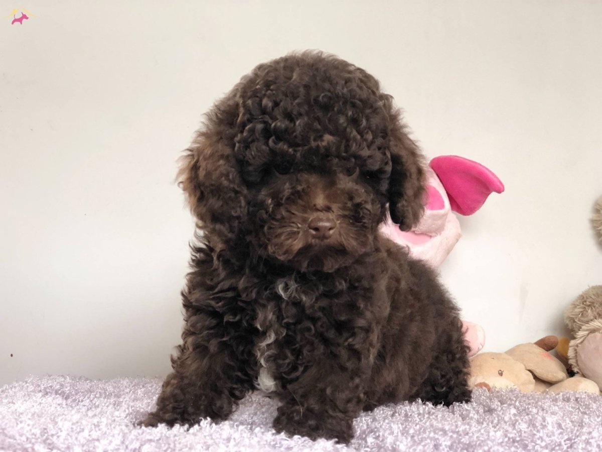 Королевский пудель шоколадный