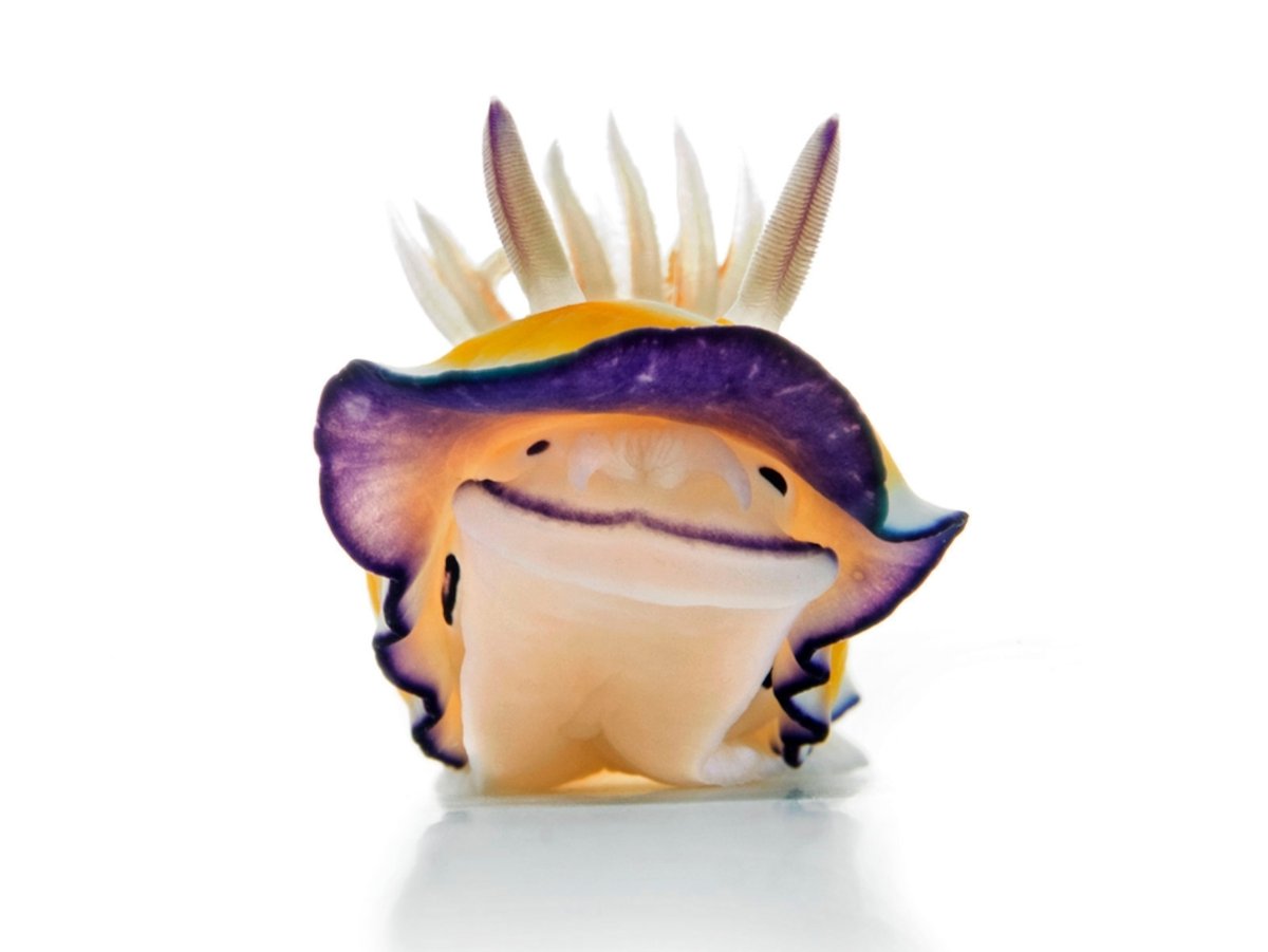 Милые моллюски