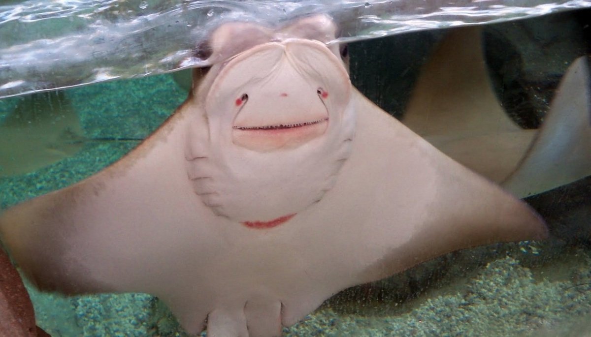 Скат морской кот