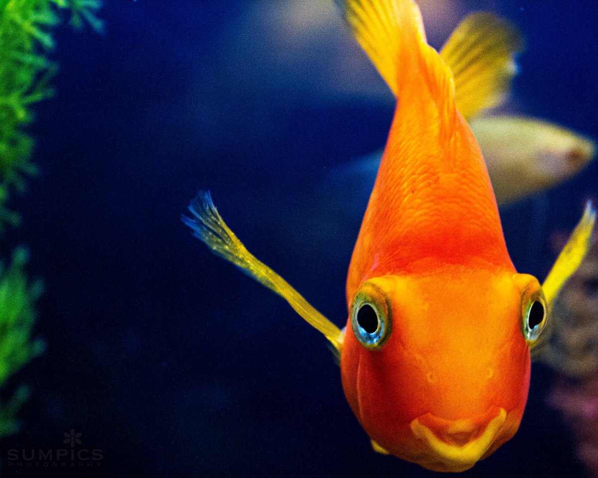 Весёлые рыбки