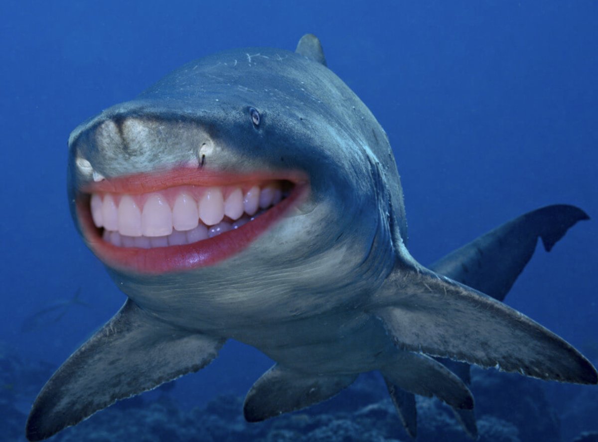 Акула с человеческими зубами