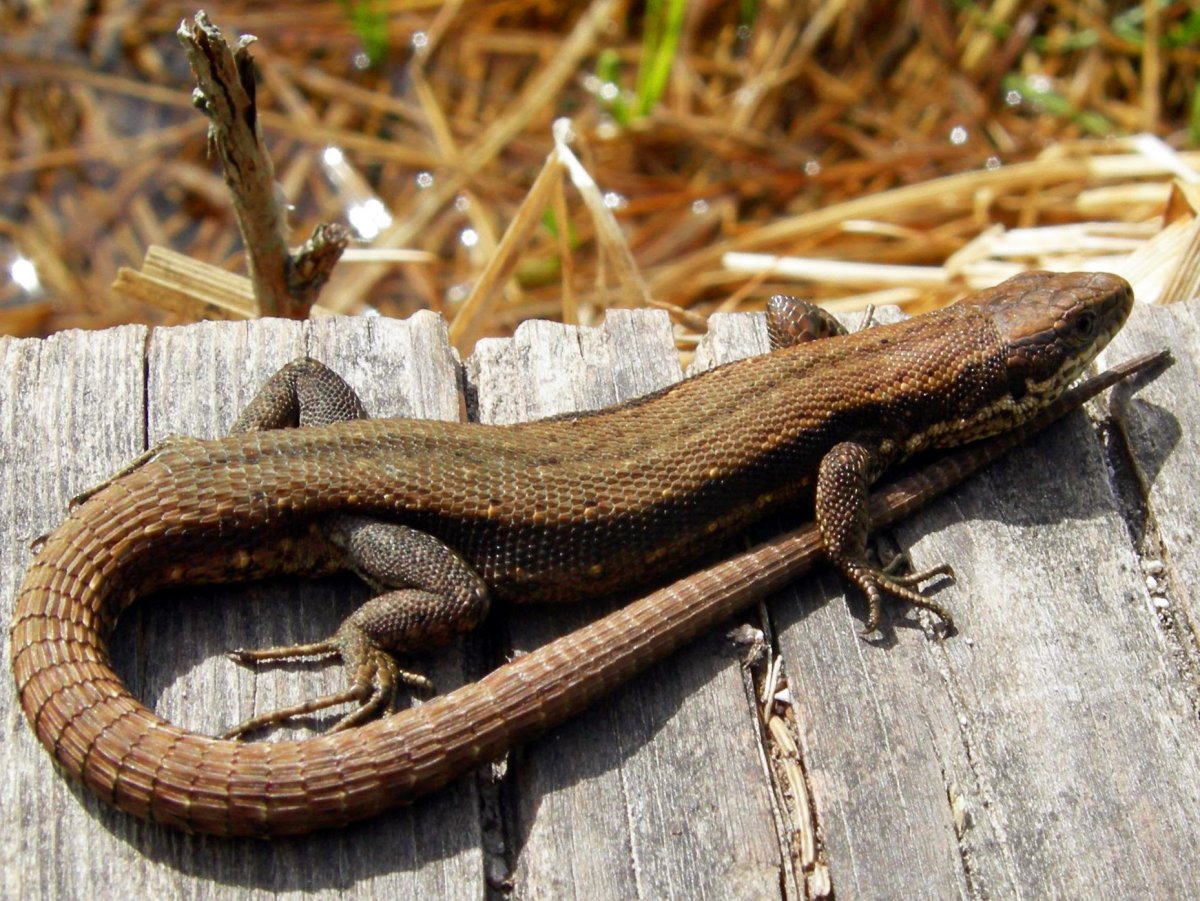 Ящерицы Красноярского края названиями