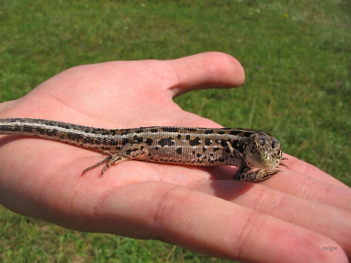 Прыткая ящерица