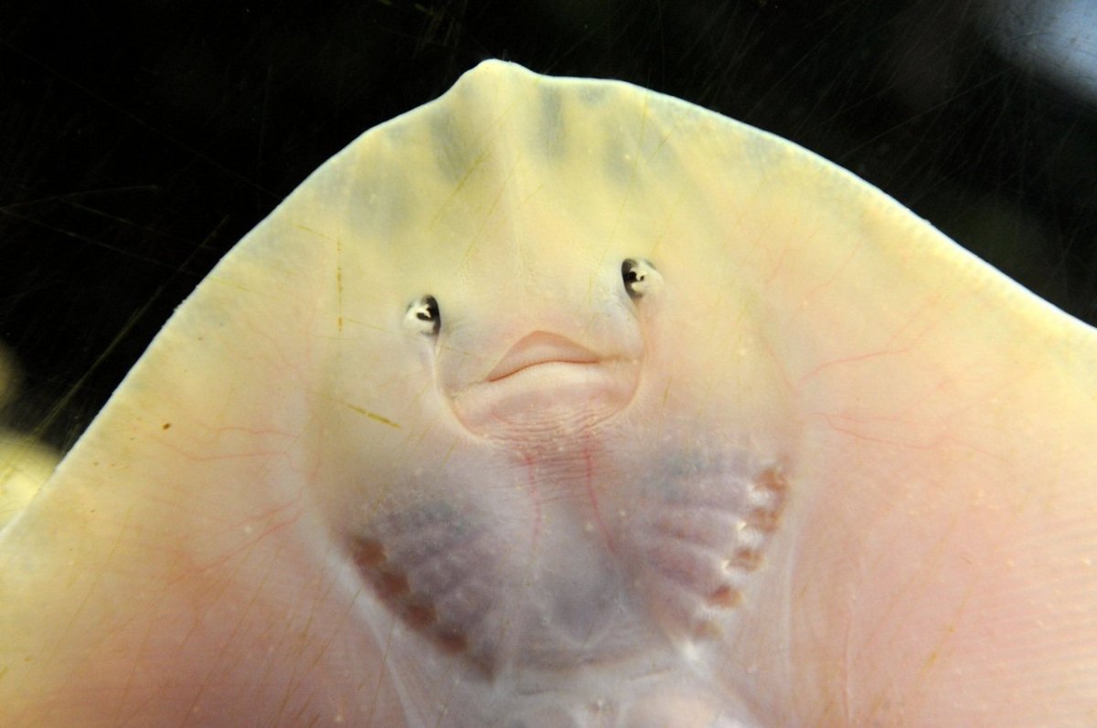 Рыба улыбака