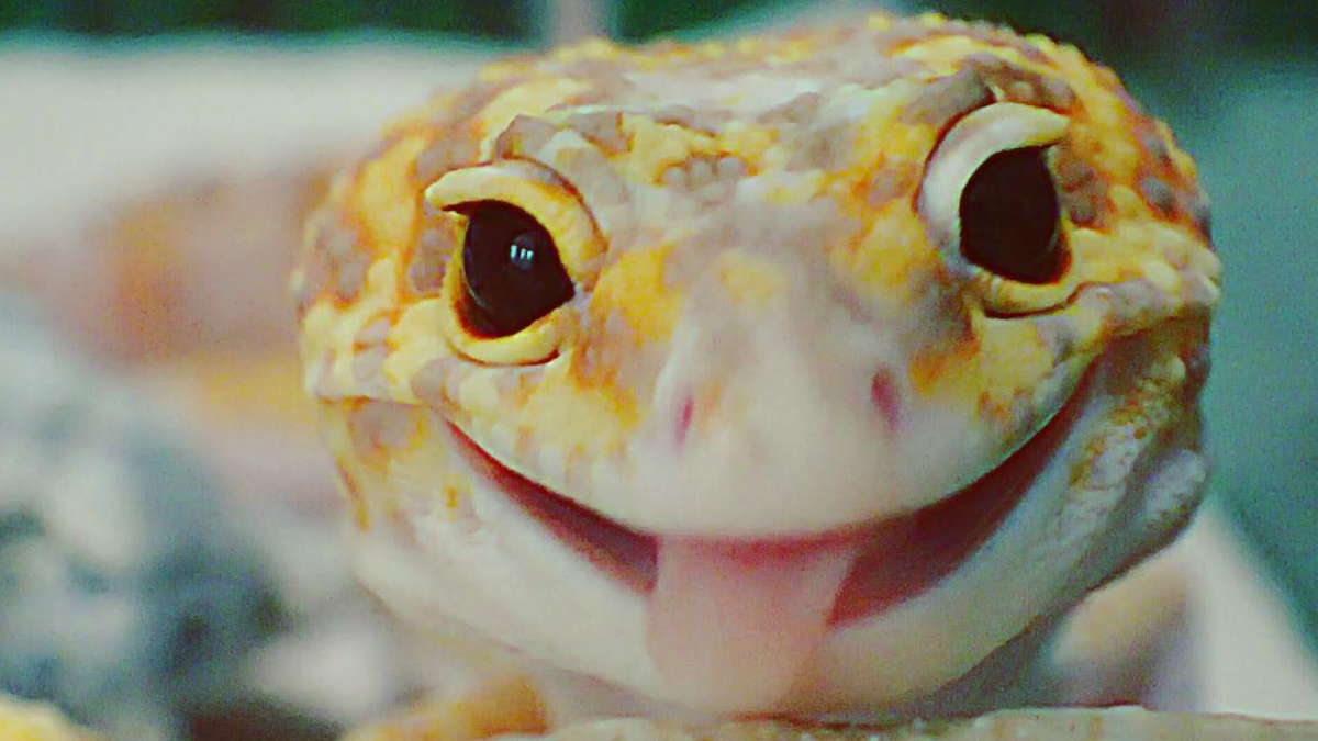 Геккон эублефар улыбается