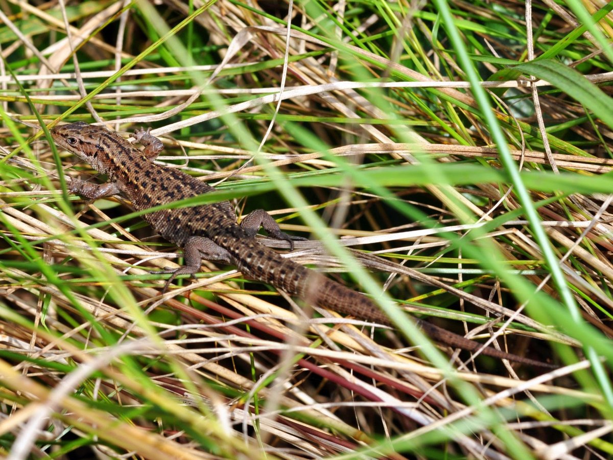 Пресмыкающиеся Адыгея