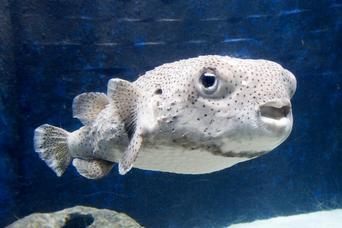 Иглобрюх рыба фугу