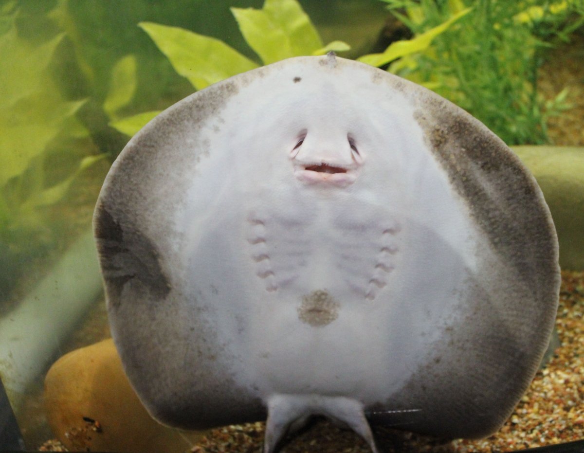 Скат снизу улыбка