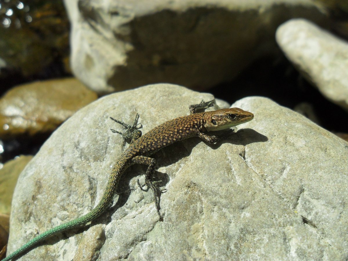 Lacerta armeniaca