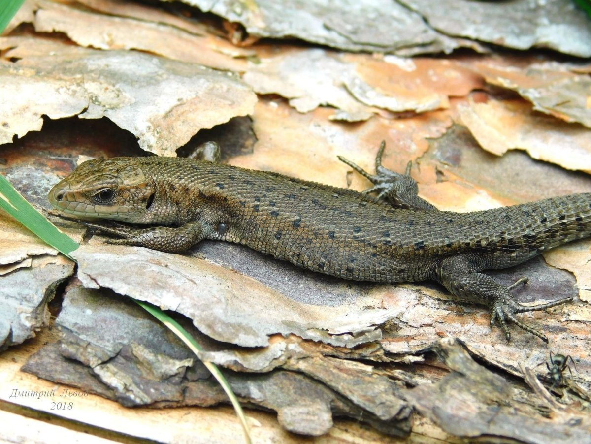 Ящерица прыткая (лат. Lacerta Agilis)