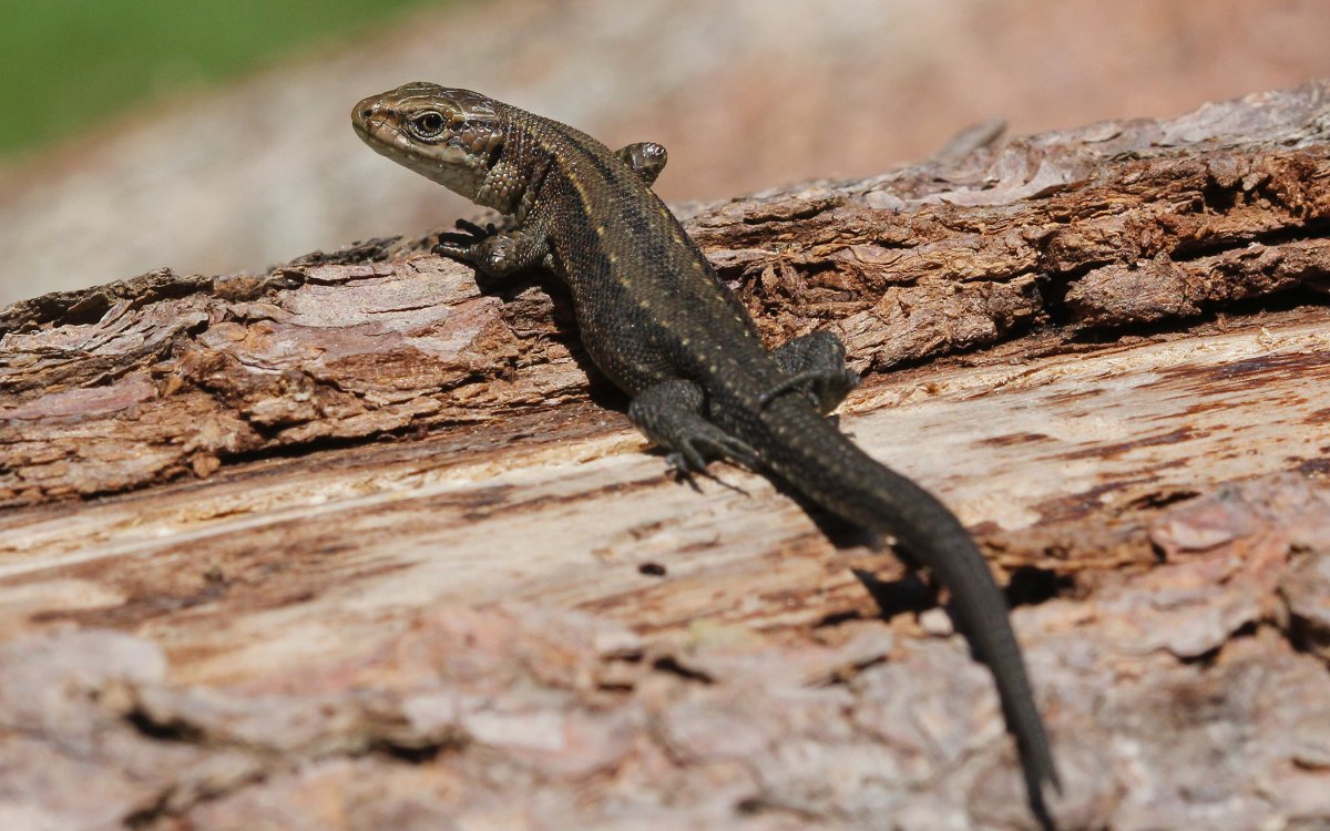 Ящерица живородящая (лат. Zootoca vivipara)