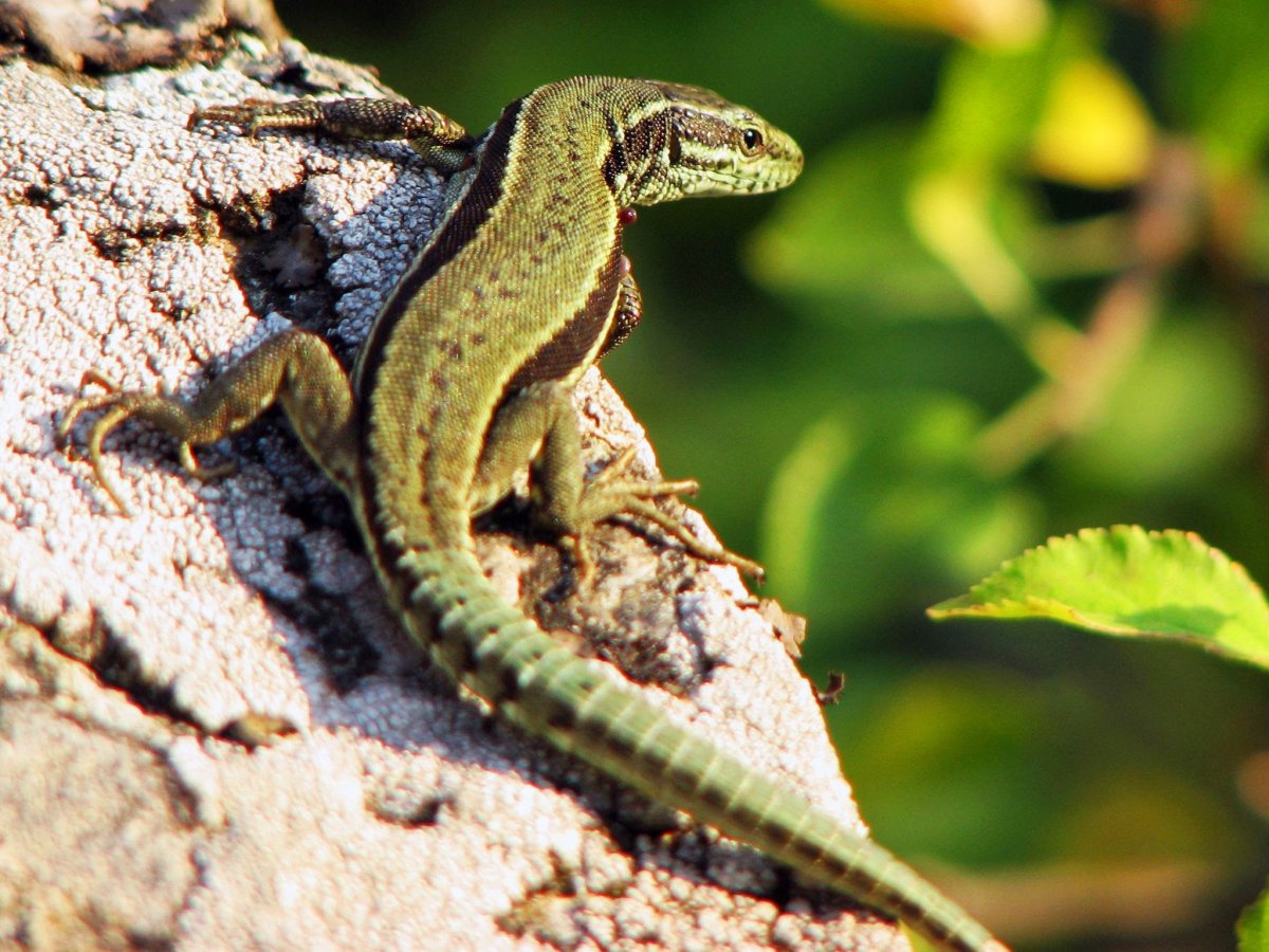 Живородящая ящерица (Zootoca vivipara)