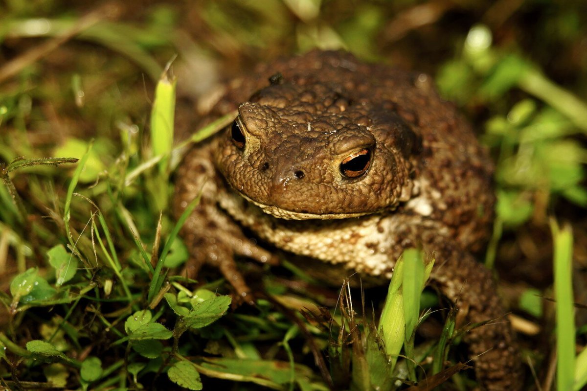 Живородящая ящерица Удмуртии