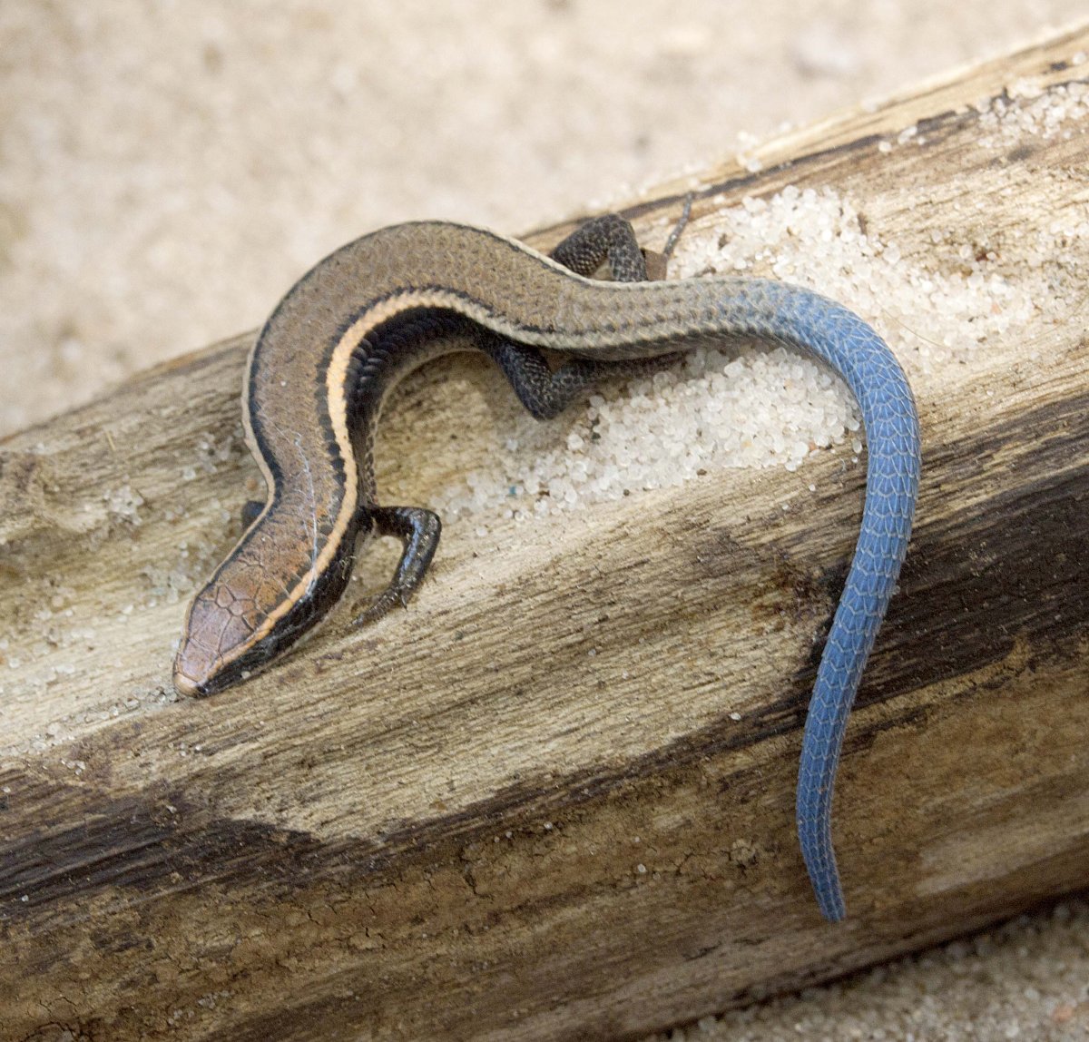 Ящерица живородящая (лат. Zootoca vivipara)