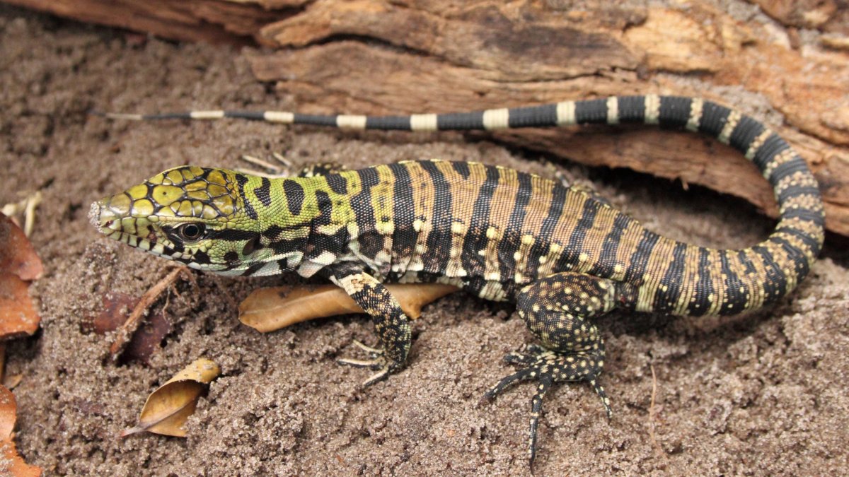 Прыткая ящерица меланист