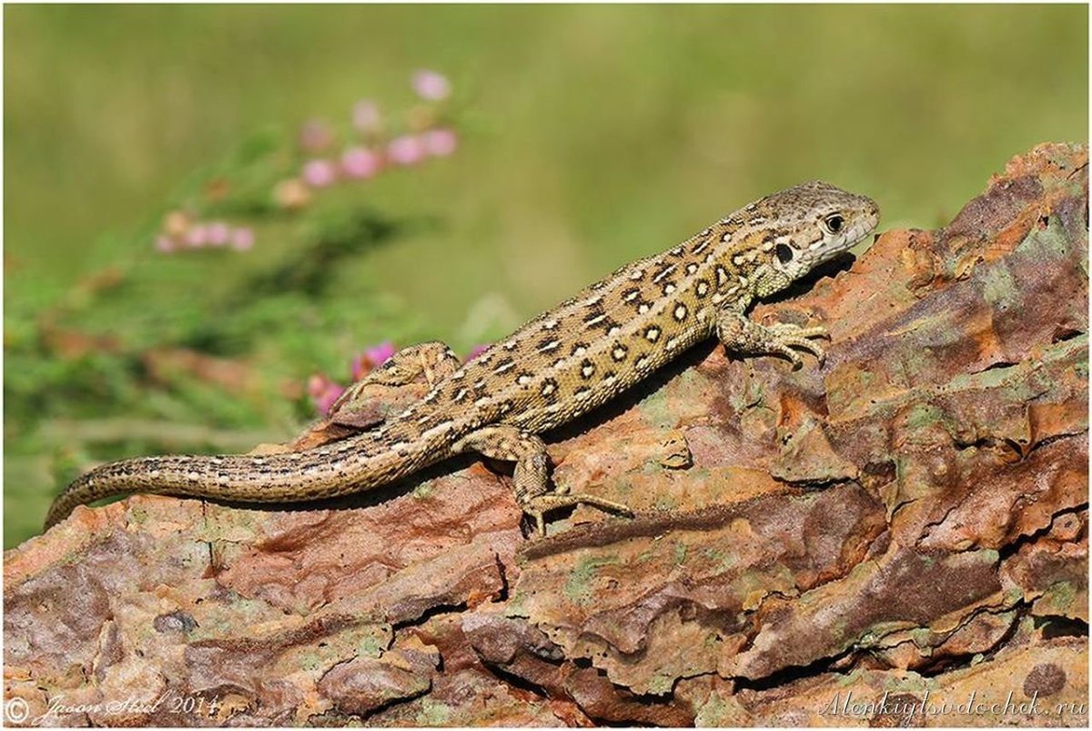 Пресмыкающиеся ящерицы