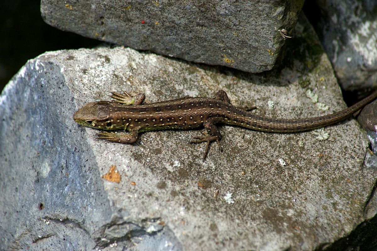 Прыткая обыкновенная живородящая ящерица