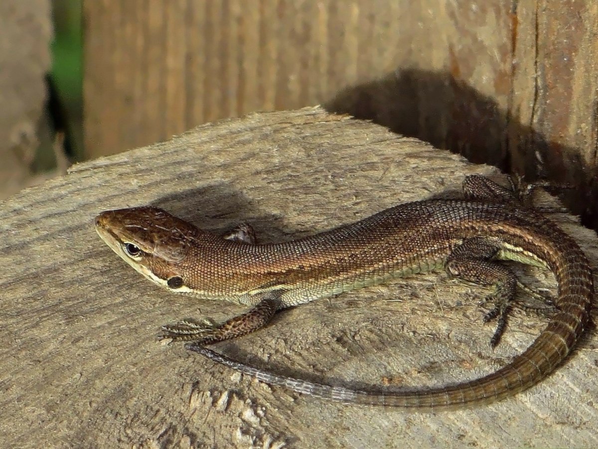 Прыткая ящерица самка