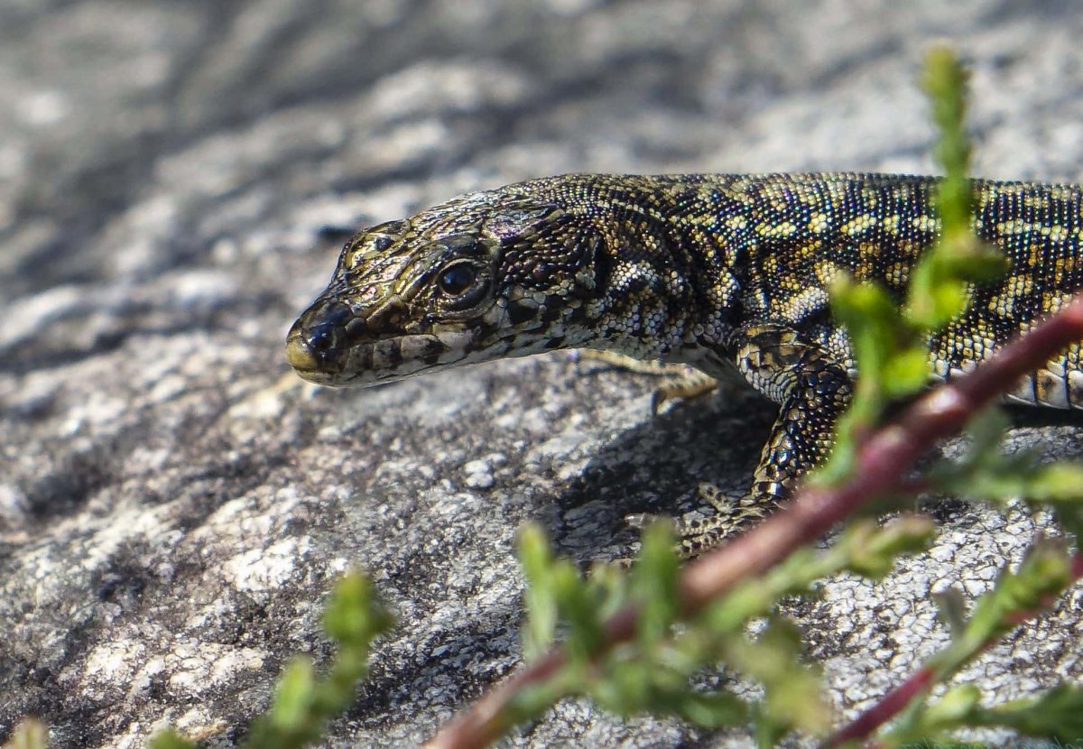 Прыткая ящерица обыкновенный Тритон