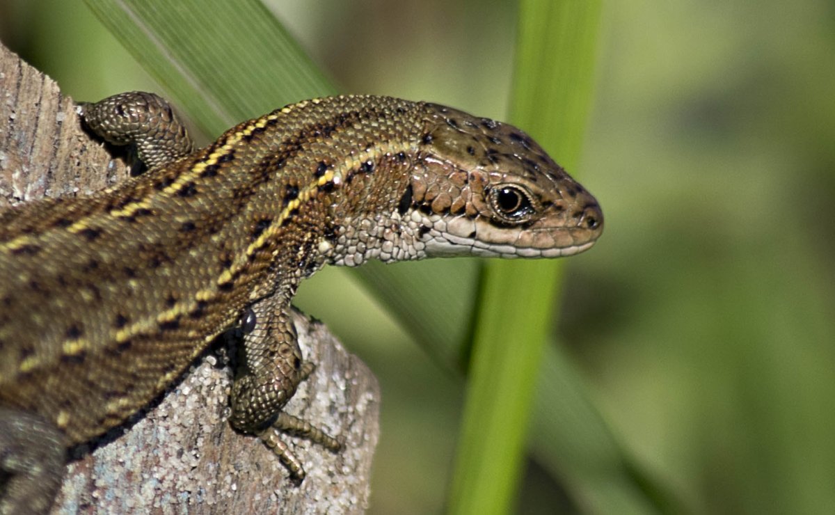 Дагестанская ящерица Lacerta daghestanica