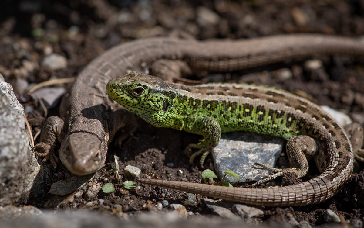 Ящерица обыкновенная прыткая