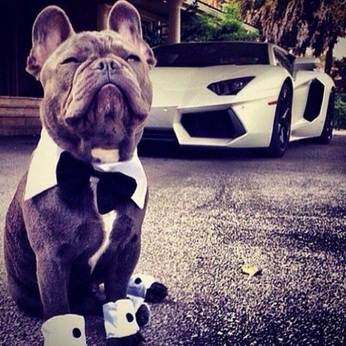 Четкие собаки