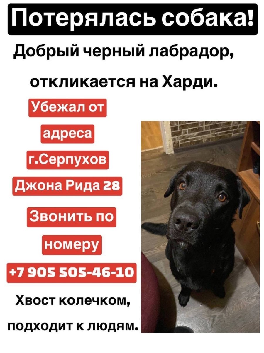 Собака любит человека