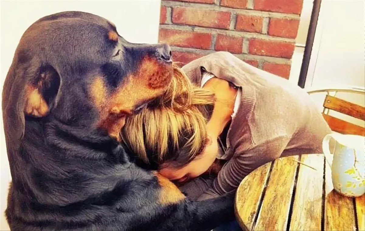 Смешной волк