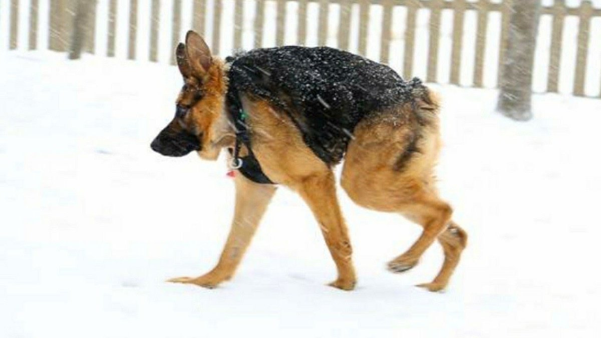 Собачка в снегу