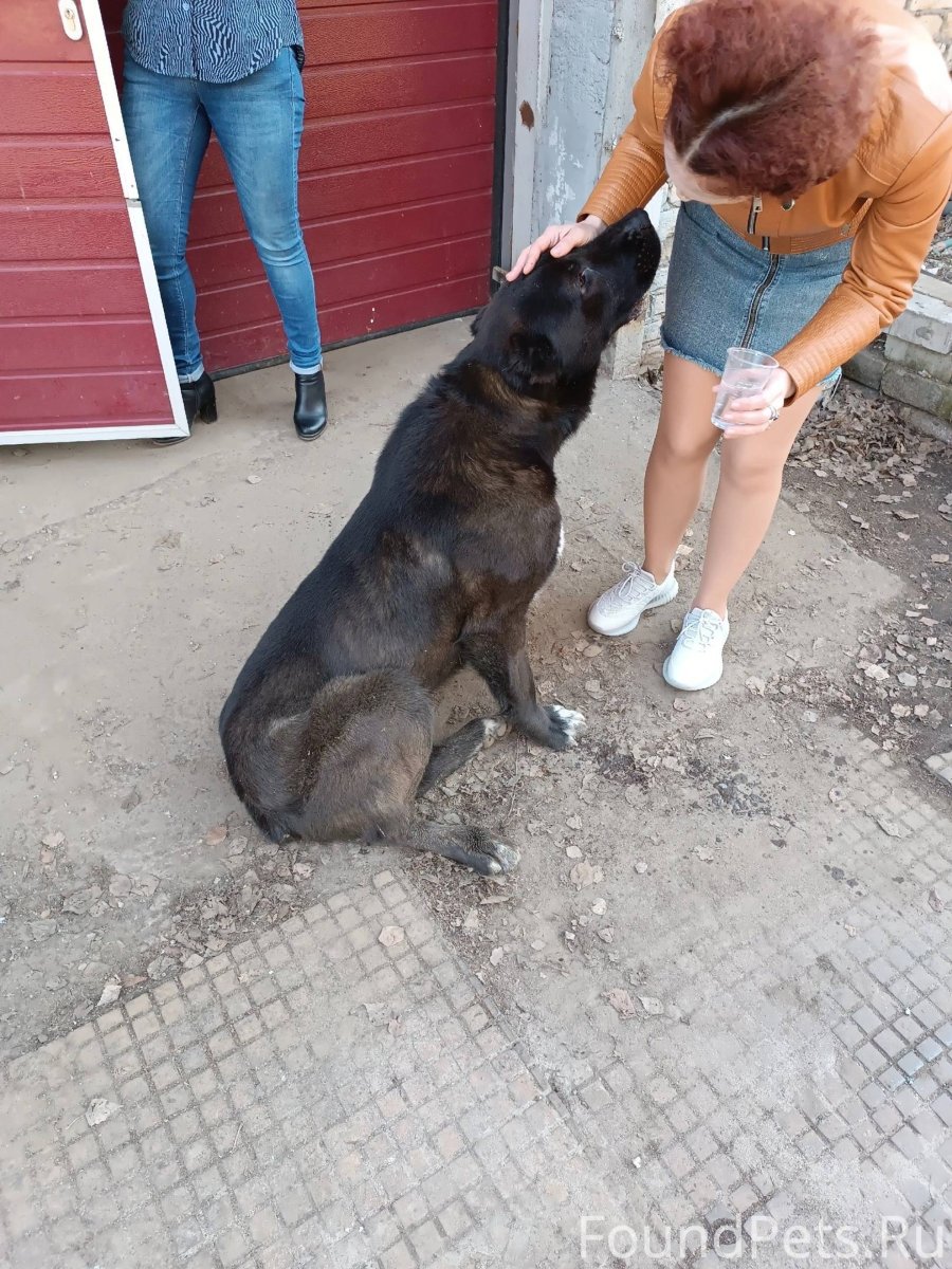 Собака с розой