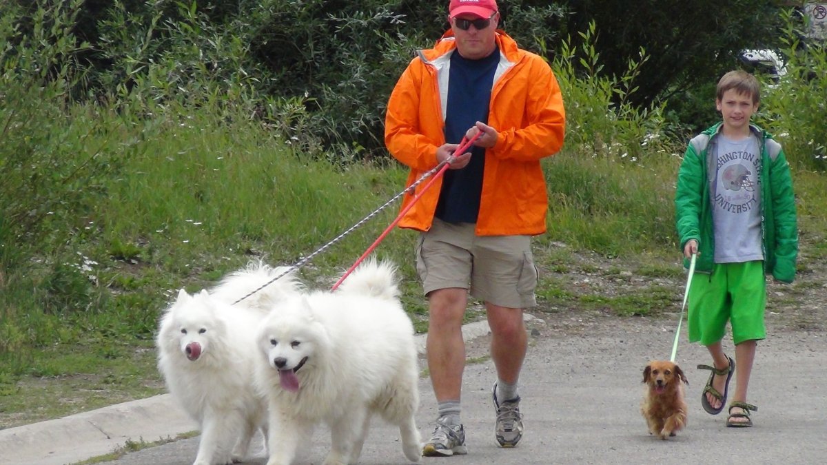 Собака Ивлева Константина Ричи порода