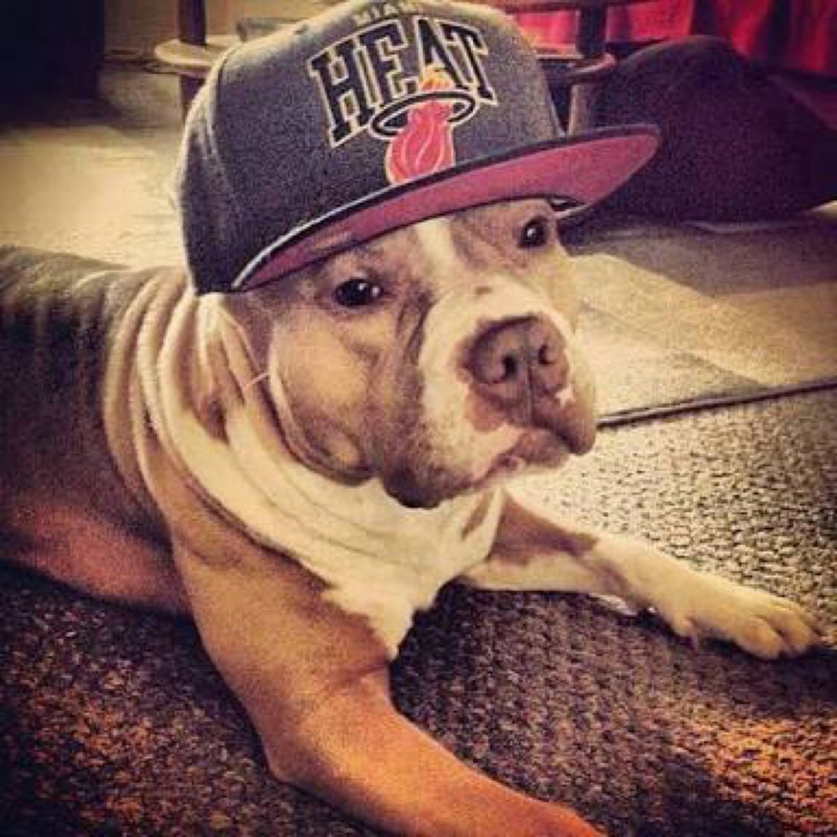 Таня Брант Сова и собака