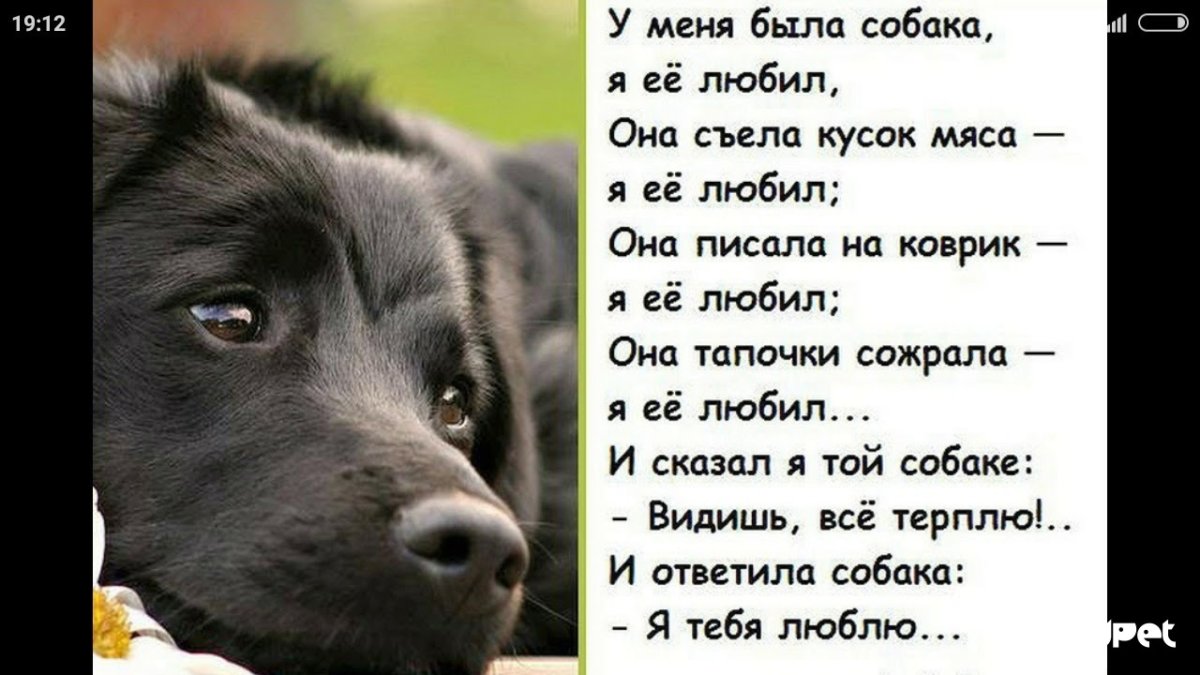 Стикер "собачка"