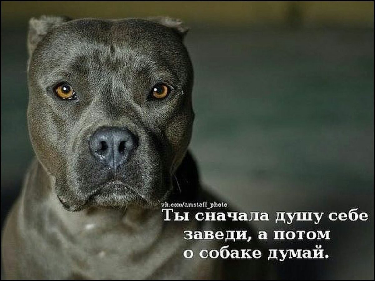 Стаффорд в кепке