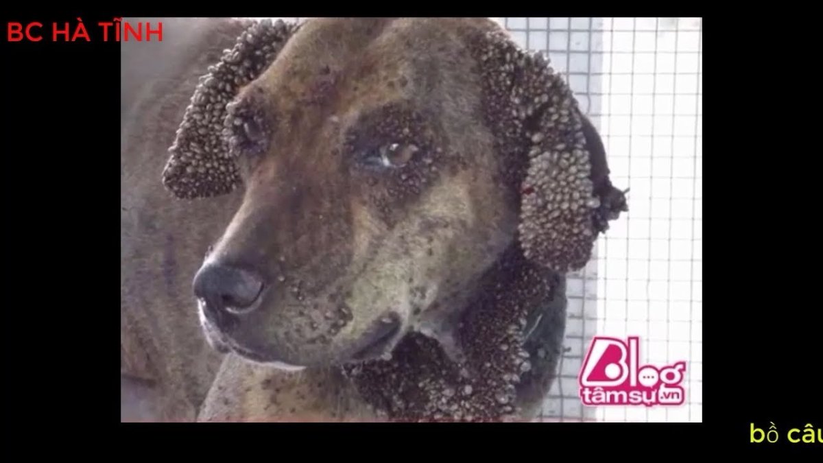 Собака Джо Джо ава