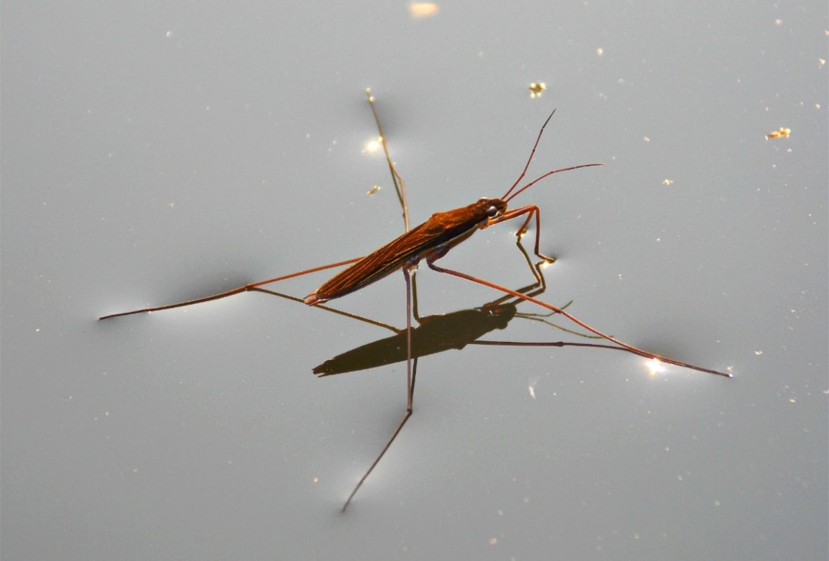 Gerris lacustris – Водомерка Прудовая
