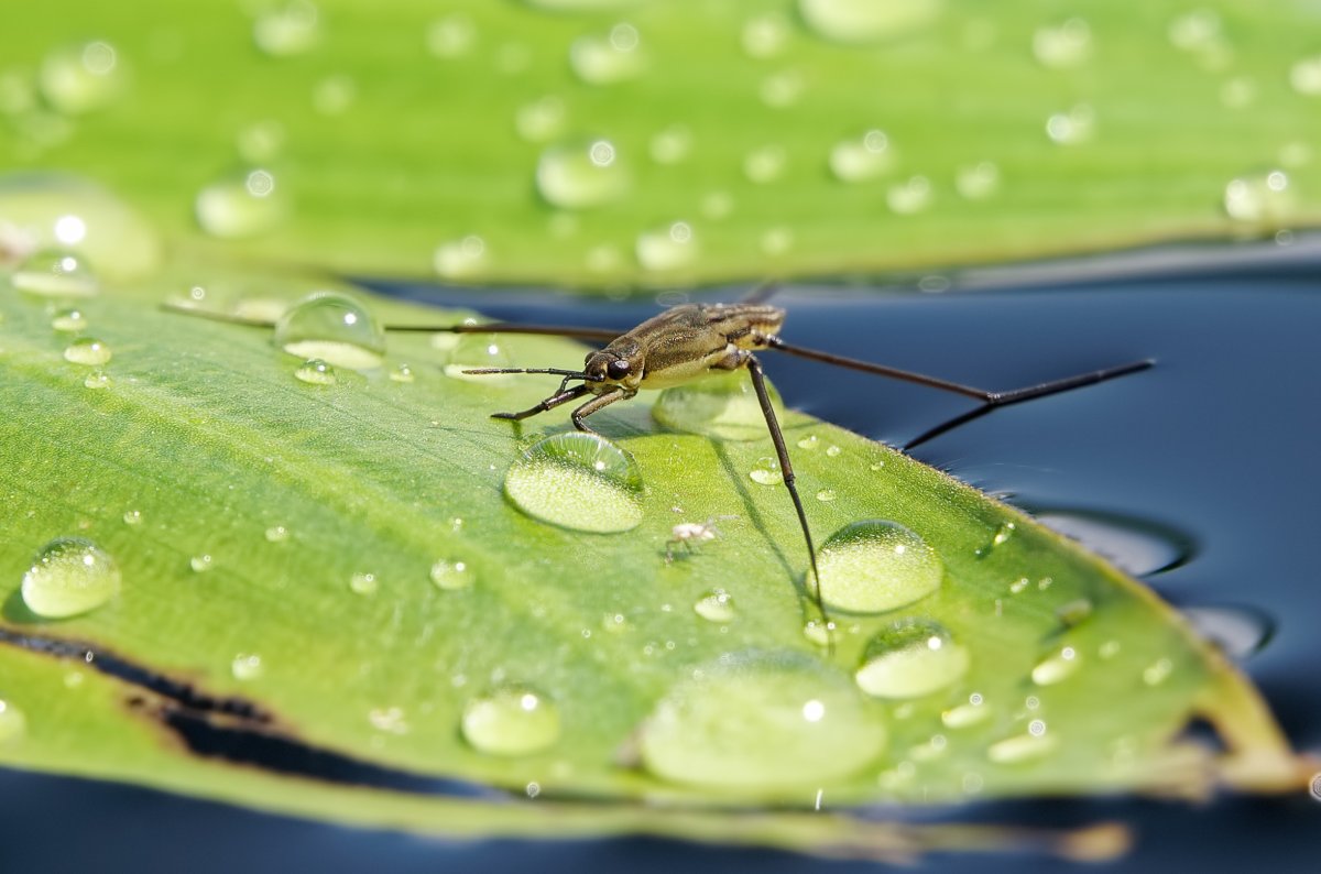 Кроль Водомерка