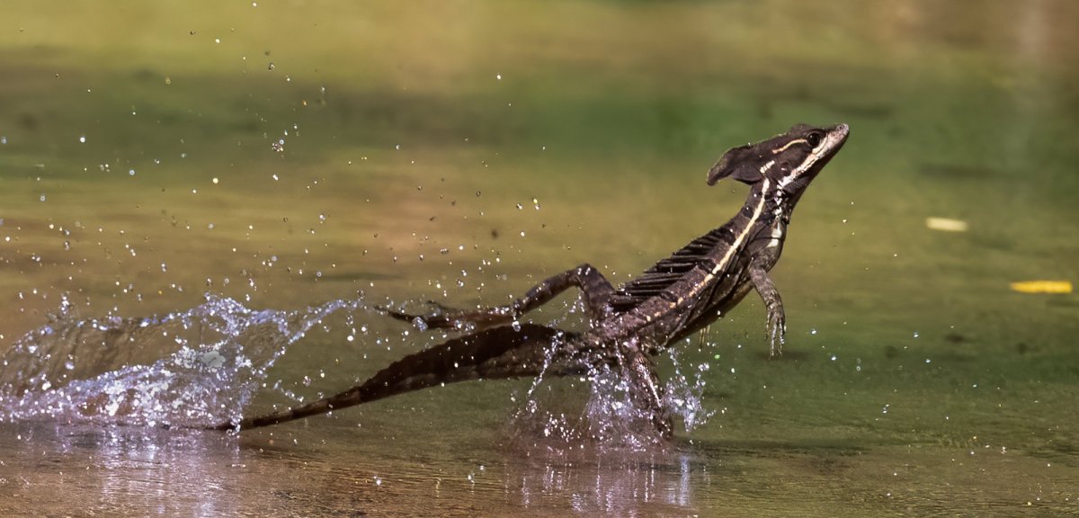 Шлемоносный Василиск бегающая ящерица по воде